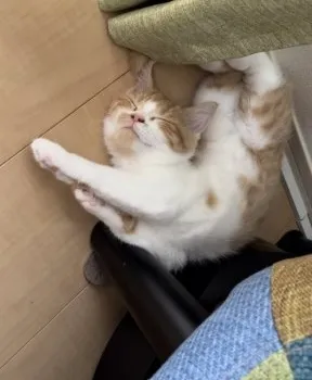 しらたまあんみつ 様のお迎えした子猫