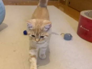 Sachi 様のお迎えした子猫