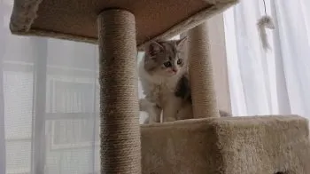 ヤスシ 様のお迎えした子猫