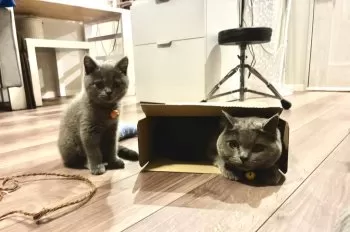 M.K 様のお迎えした子猫