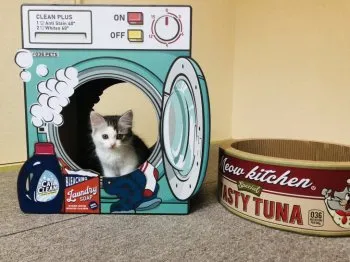 kumama 様のお迎えした子猫