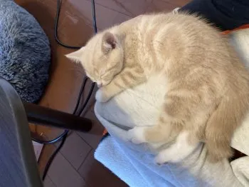 K.H 様のお迎えした子猫