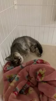 T.O 様のお迎えした子猫