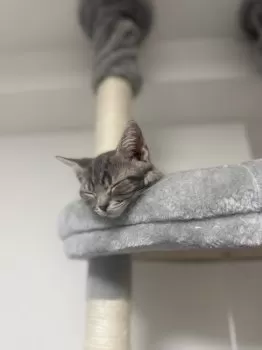 Carlos 様のお迎えした子猫