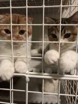 みこちゃた母 様のお迎えした子猫