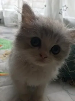 あいりん 様のお迎えした子猫