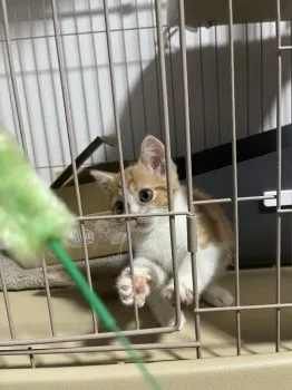 まーさん 様のお迎えした子猫