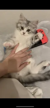 N.H 様のお迎えした子猫