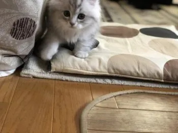 aika 様のお迎えした子猫