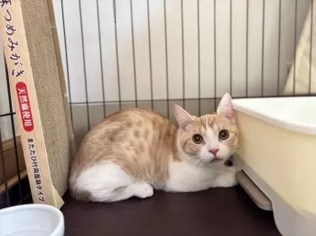 K.H 様のお迎えした子猫