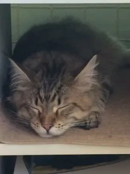 カイ 様のお迎えした子猫