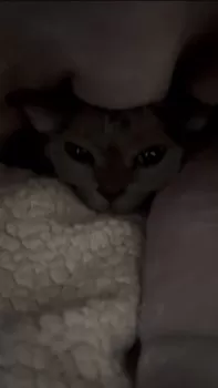 Y.S 様のお迎えした子猫