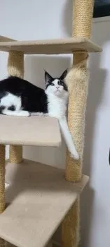 いっちゃん 様のお迎えした子猫