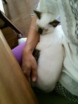 リラちゃんの家族 様のお迎えした子猫