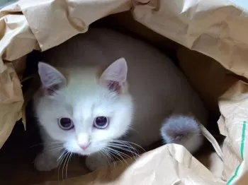 m.o 様のお迎えした子猫