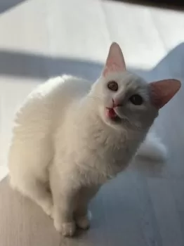 K.Y 様のお迎えした子猫