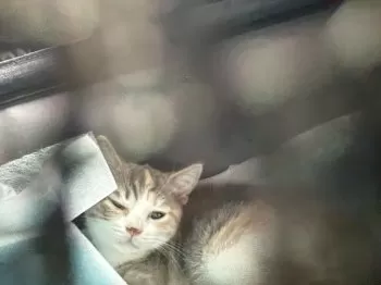A.T 様のお迎えした子猫