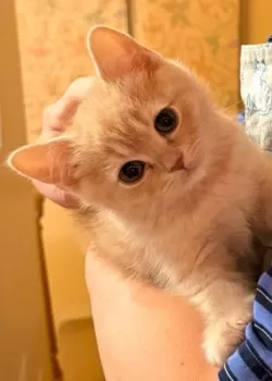 R.T 様のお迎えした子猫