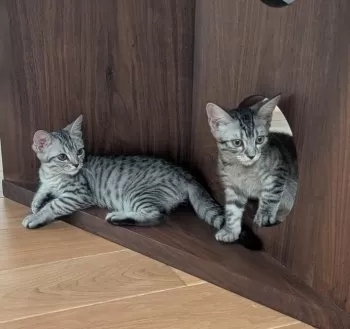 MK 様のお迎えした子猫