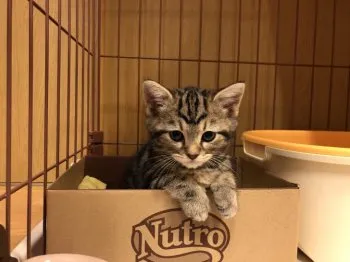 K.K 様のお迎えした子猫