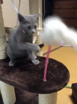 ラルカンシェル。 様のお迎えした子猫