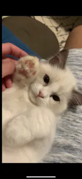 tomiken 様のお迎えした子猫