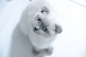 N 様のお迎えした子猫