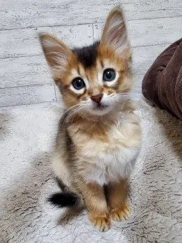 T.T 様のお迎えした子猫