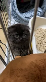 ミーまま 様のお迎えした子猫