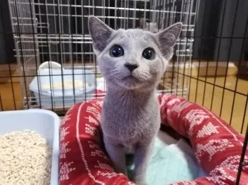 ぽち 様のお迎えした子猫