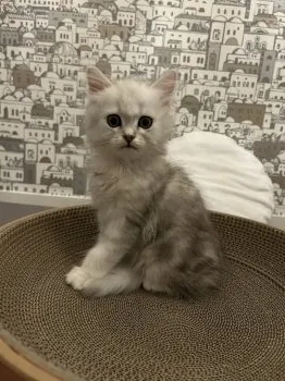 io 様のお迎えした子猫