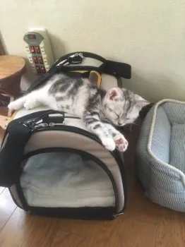 くう 様のお迎えした子猫