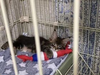 K.S 様のお迎えした子猫