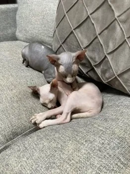 柿右衛門 様のお迎えした子猫