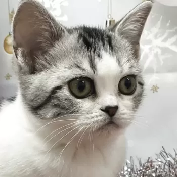 じゅんや 様のお迎えした子猫