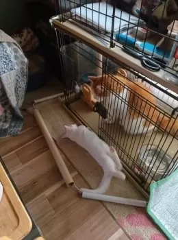 茨城の猫じじいだべー 様のお迎えした子猫
