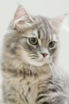 T.A 様のお迎えした子猫