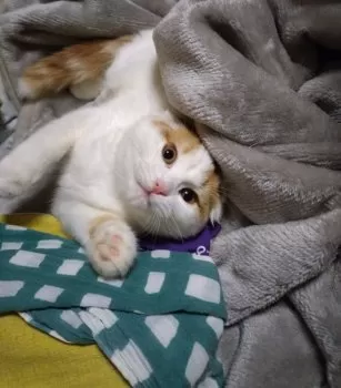 K.O 様のお迎えした子猫