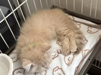 T.A 様のお迎えした子猫