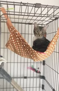 フミナカジ 様のお迎えした子猫