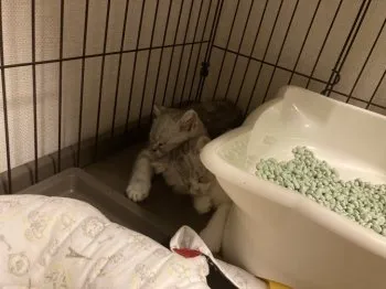 のんたい 様のお迎えした子猫