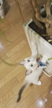 Mr.ポテト 様のお迎えした子猫