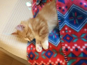 由美 様のお迎えした子猫