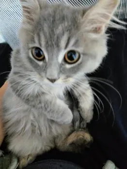 カワ 様のお迎えした子猫