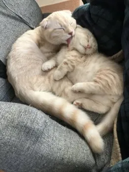 KT 様のお迎えした子猫