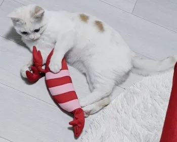 ゆん 様のお迎えした子猫