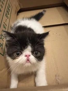 ねじっこ 様のお迎えした子猫