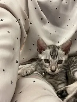 Y.A 様のお迎えした子猫