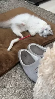 S.S 様のお迎えした子猫