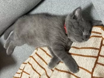 J.K 様のお迎えした子猫